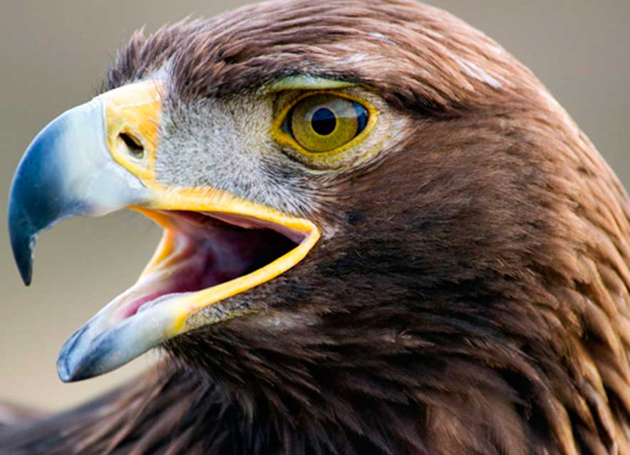 Día del águila real: por qué se celebra este 13 de febrero al ave sagrada y  símbolo nacional de México