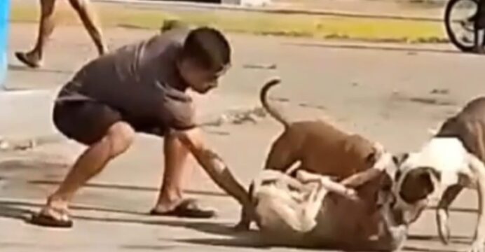 Los dos canes mordieron a la indefensa perrita hasta matarla, vecinos temen les pase a los niños.