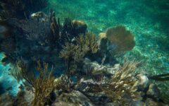 Hoteleros del norte de Quintana Roo toman acciones ante riesgo de desaparecer arrecifes de coral