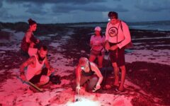 Registra la Fundación de Parques y Museos de Cozumel 82 nidos de tortuga marina en Punta Sur