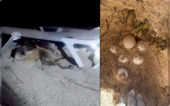 Destruyen nidos de las tortugas en Mahahual