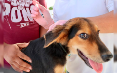Impulsa Puerto Morelos concientización sobre la tenencia responsable de mascotas