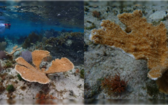 Impacto menor a los arrecifes