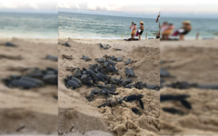 Protegen a miles de tortugas