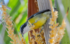 Alistan Festival de las Aves