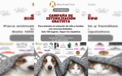 Anuncian campaña gratuita de esterilización de mascotas en Tulum