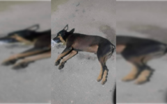 Indignación en Tulum: envenenan a mascotas