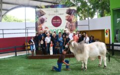 Brahman Gris juvenil de Quintana Roo gana “Mejor Ejemplar” en la feria de X’matkuil