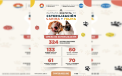 Impulsa Ana Paty Peralta exitosa campaña de esterilización