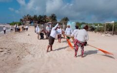 Notoria baja en el volumen de sargazo que recaló este año en playas de Tulum