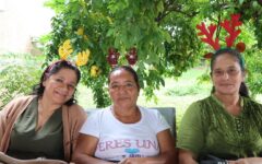 Trabajan en conjunto con IMSS Quintana Roo parteras rurales con práctica ancestral