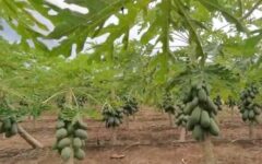 Producción de papaya maradol impulsó economía en José María Morelos, pero sucumbió ante plaga