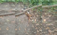 Ataque de abejas deja perros muertos y heridos