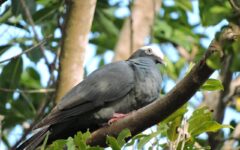 Niñas y niños cozumeleños conocen sobre aves migratorias y especies endémicas de la isla