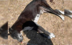Nuevo caso de crueldad animal