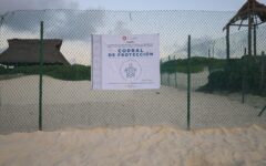 Alista Gobierno de BJ detalles para recibir la temporada de anidación de tortuga marina