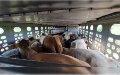 Van 15 casos de gusano barrenador