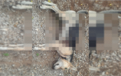 Acusan a vecino de Kancabchén por matar a un perro a balazos; piden intervención de autoridades