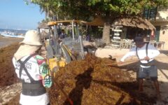 Intenso trabajo de los tres órdenes de gobierno ante arribo de sargazo a las costas de Playa del Carmen
