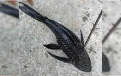 El pez diablo infesta la laguna de Bacalar