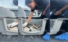 Gobierno de Ana Paty Peralta rescata a perro por maltrato animal