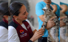 Mantenemos acciones permanentes para combatir maltrato de mascotas: Ana Paty Peralta