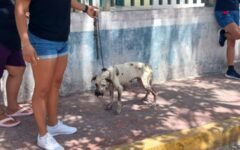 Gobierno de Mary Hernández coadyuva en atención a reporte de presunto maltrato animal 