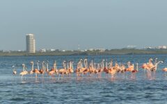 ¡Flamencos en la laguna! Sorprende avistamiento cerca de obras del Puente Nichupté