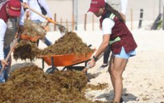 Encabeza Ana Paty brigadas contra sargazo en playas de Cancún