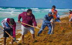 Cozumel suma esfuerzos con jornada masiva de limpieza de sargazo