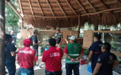Bomberos franceses se capacitan en Puerto Morelos en captura y manejo de cocodrilos y serpientes