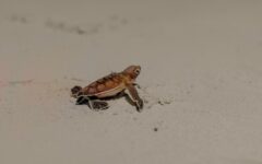Cuidado y protección conjunta a la tortuga marina, en Tulum