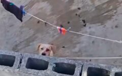 Llamado a la conciencia y acción ante preocupante aumento del maltrato animal
