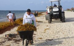 Participa Puerto Morelos en primera jornada estatal de limpieza de sargazo y microplásticos