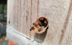 Destacan la herencia maya en la apicultura y la importancia ecológica de las abejas sin aguijón