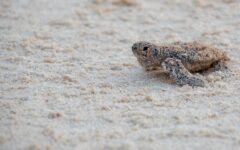 Se registra la primera eclosión de tortugas marinas en la temporada 2025 en Punta Sur