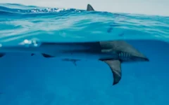 Modelo de conservación marina en el Caribe Mexicano impulsa recuperación de tiburones