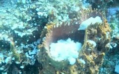 Vida marina se renueva con desove sincronizado