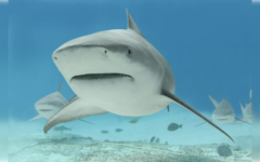Quintana Roo busca proteger al tiburón toro