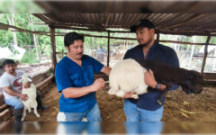 Supervisan salud del ganado en rancho de Santa Cecilia