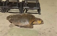 Inicia temporada de desove de tortugas en Mahahual