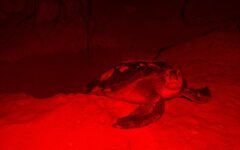 Convocan a proteger la tortuga marina