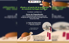 Convocan a ser parte del voluntariado para la protección de la tortuga marina