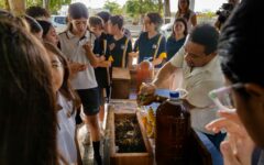 Tulum impulsa protección de abejas con festival ambiental