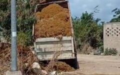 Denuncian tiradero de sargazo en la Toscana