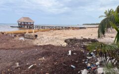 Exigen freno a ecocidio