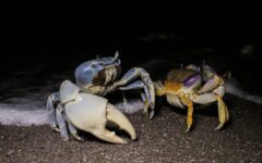 Inicia migración de cangrejo azul