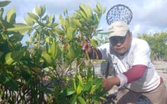 Avanza rescate de manglares en Sian Ka’an
