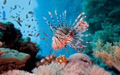 Cambia pez león hábitos en el Caribe