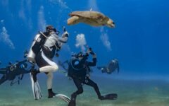 Tortugas ‘bobas’ sorprenden a buzos